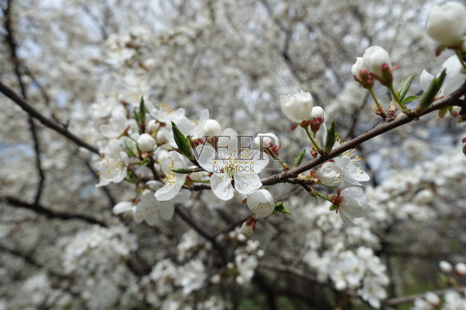 四月白花梅芽照片摄影图片
