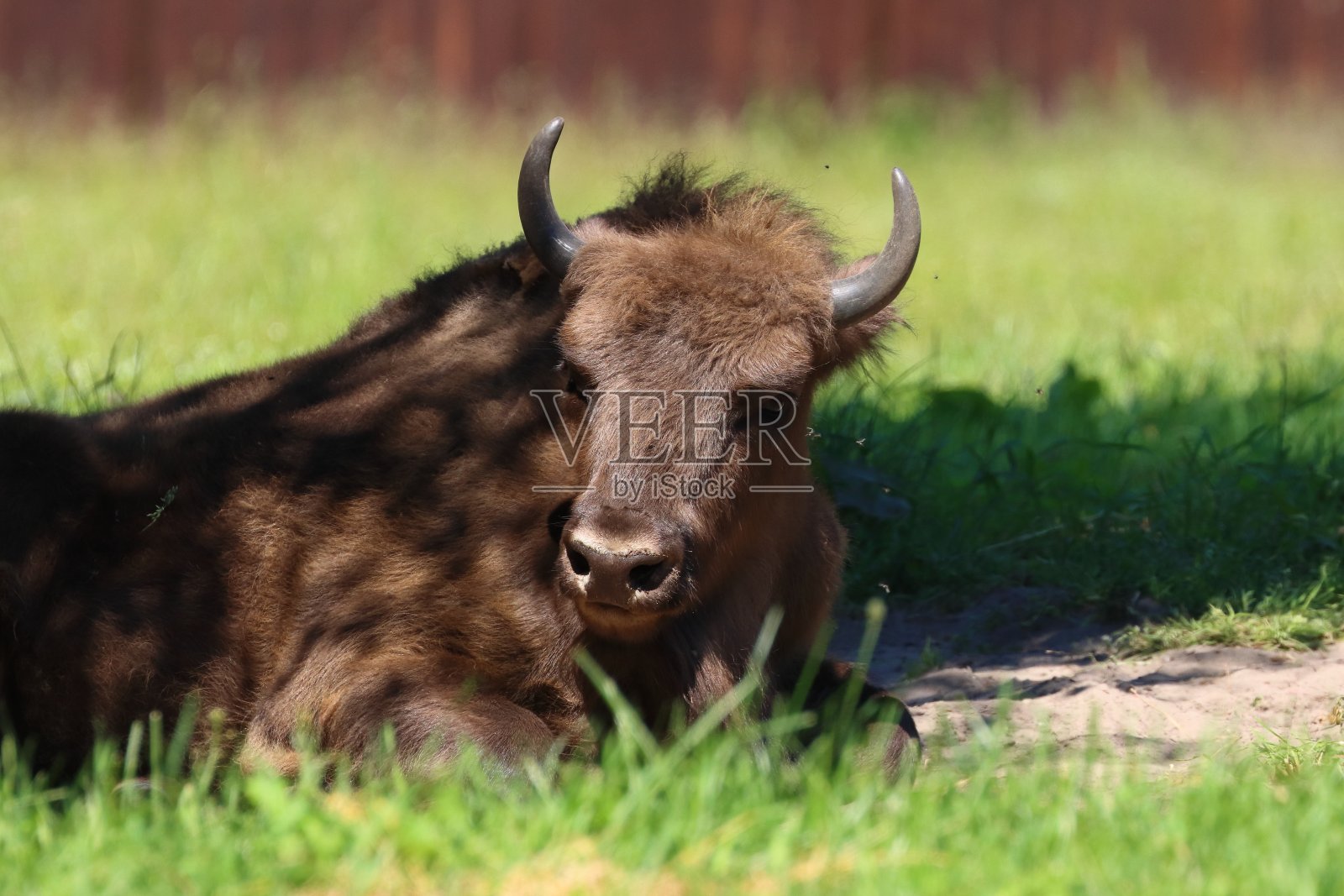 欧洲野牛照片摄影图片