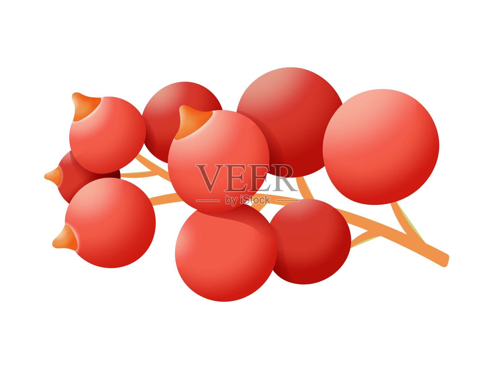 红醋栗浆果矢量设计。新鲜季节的健康食品孤立在白色的背景设计元素图片