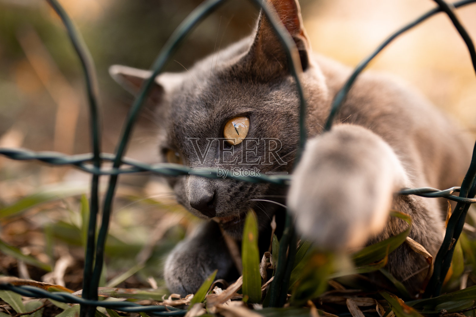 猫躺在草地上,把爪子伸过栅栏照片摄影图片