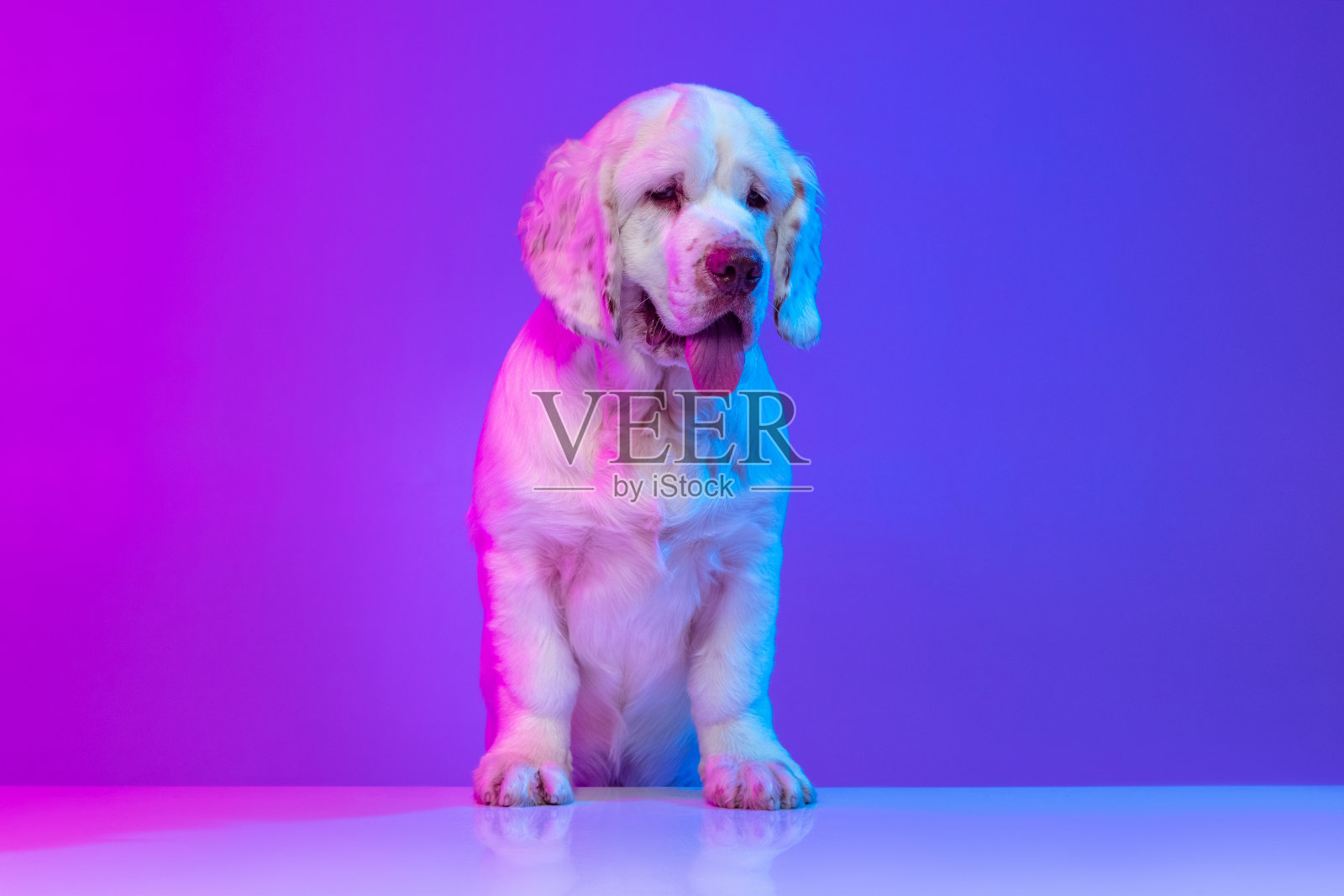 美丽可爱的大狗白色的克伦贝尔站在孤立的梯度粉红蓝色工作室背景霓虹灯滤镜。运动的概念,动作,宠物的爱,动物的生活。照片摄影图片