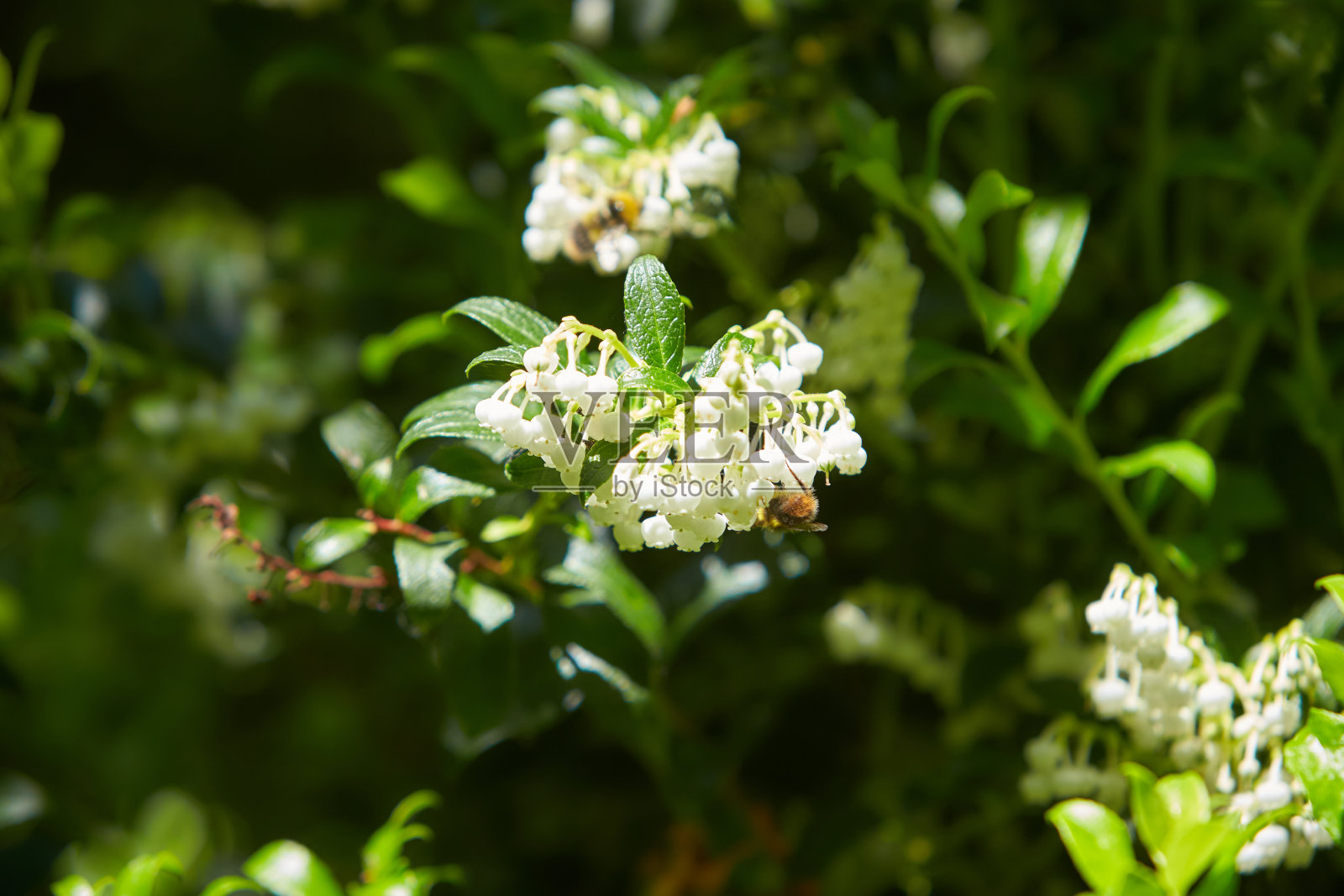 铃兰的花束(Clethra arborea)照片摄影图片