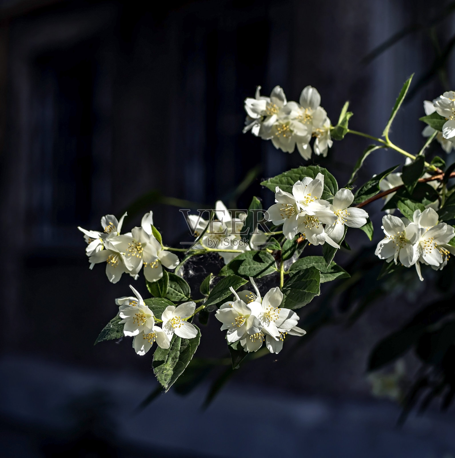 一种芳香开花植物的分支,在俄罗斯被错误地称为茉莉照片摄影图片