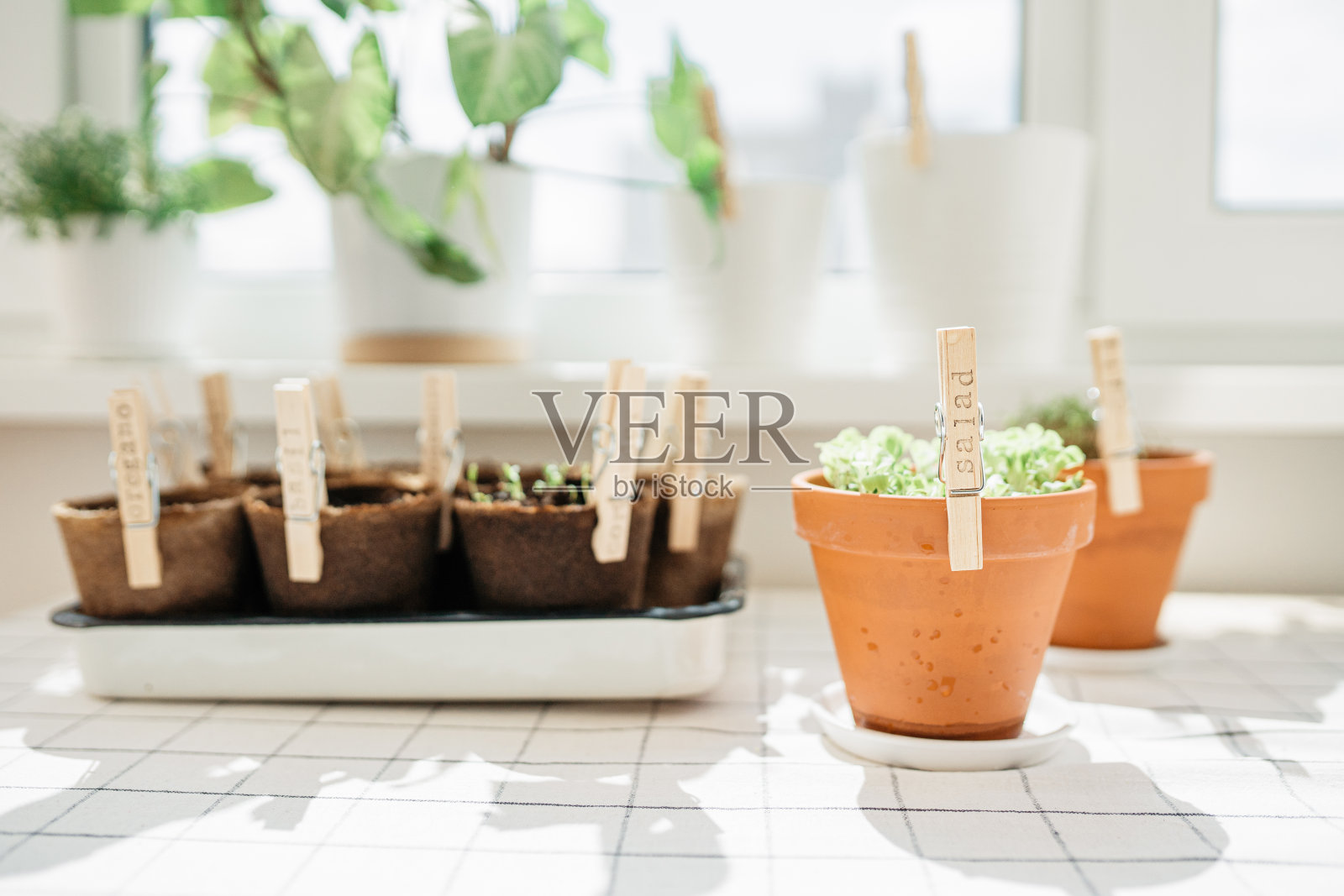 在泥炭花盆中种植草本植物。照片摄影图片