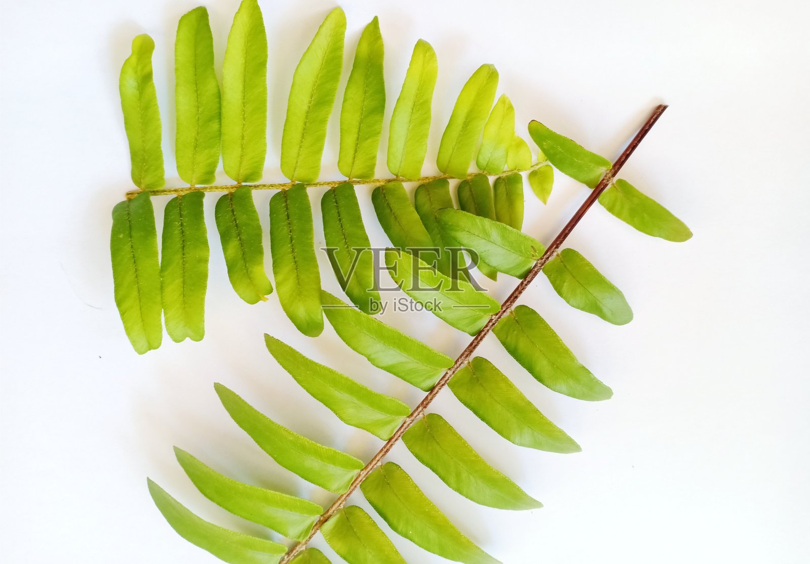 白色背景上的观赏植物叶子照片摄影图片