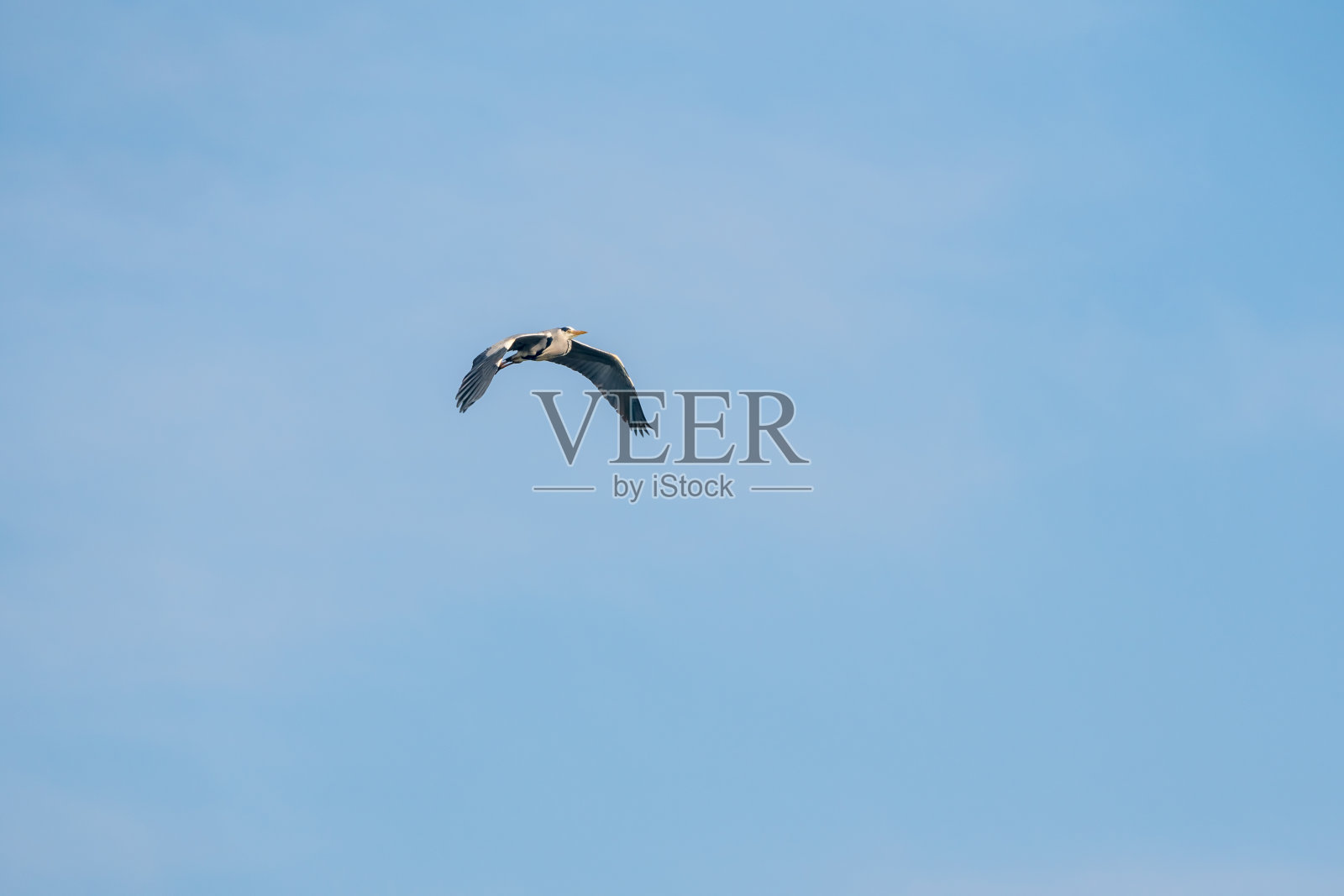 飞蓝鹭照片摄影图片