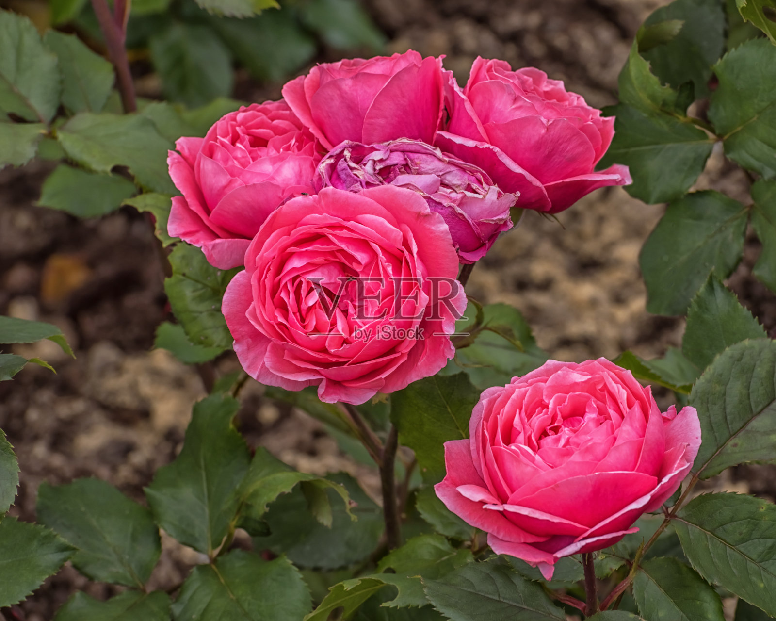 玫瑰黑斑羚与双和迷人的填充花在一个迷人的颜色。精选各种精致的玫瑰照片摄影图片