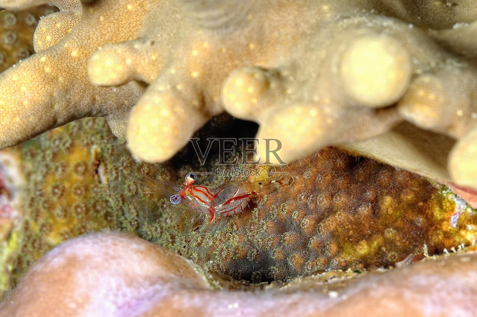 一张漂亮的钩喙虾的照片照片摄影图片