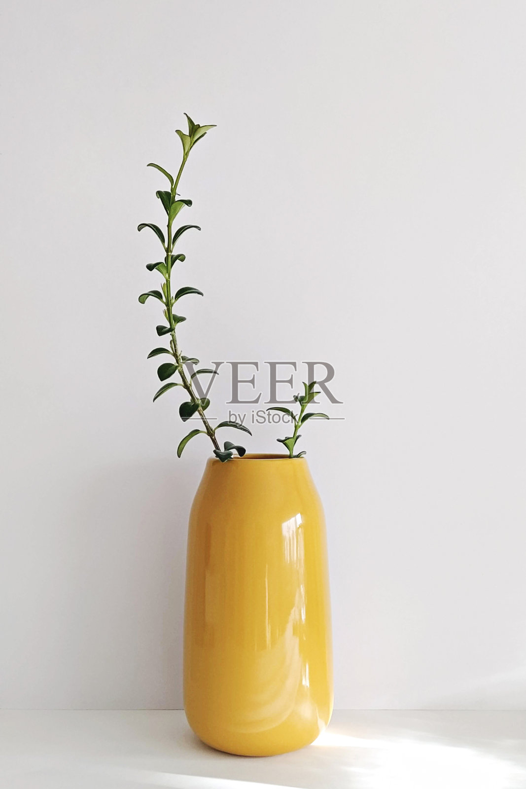 现代照明黄色花瓶与植物照片摄影图片