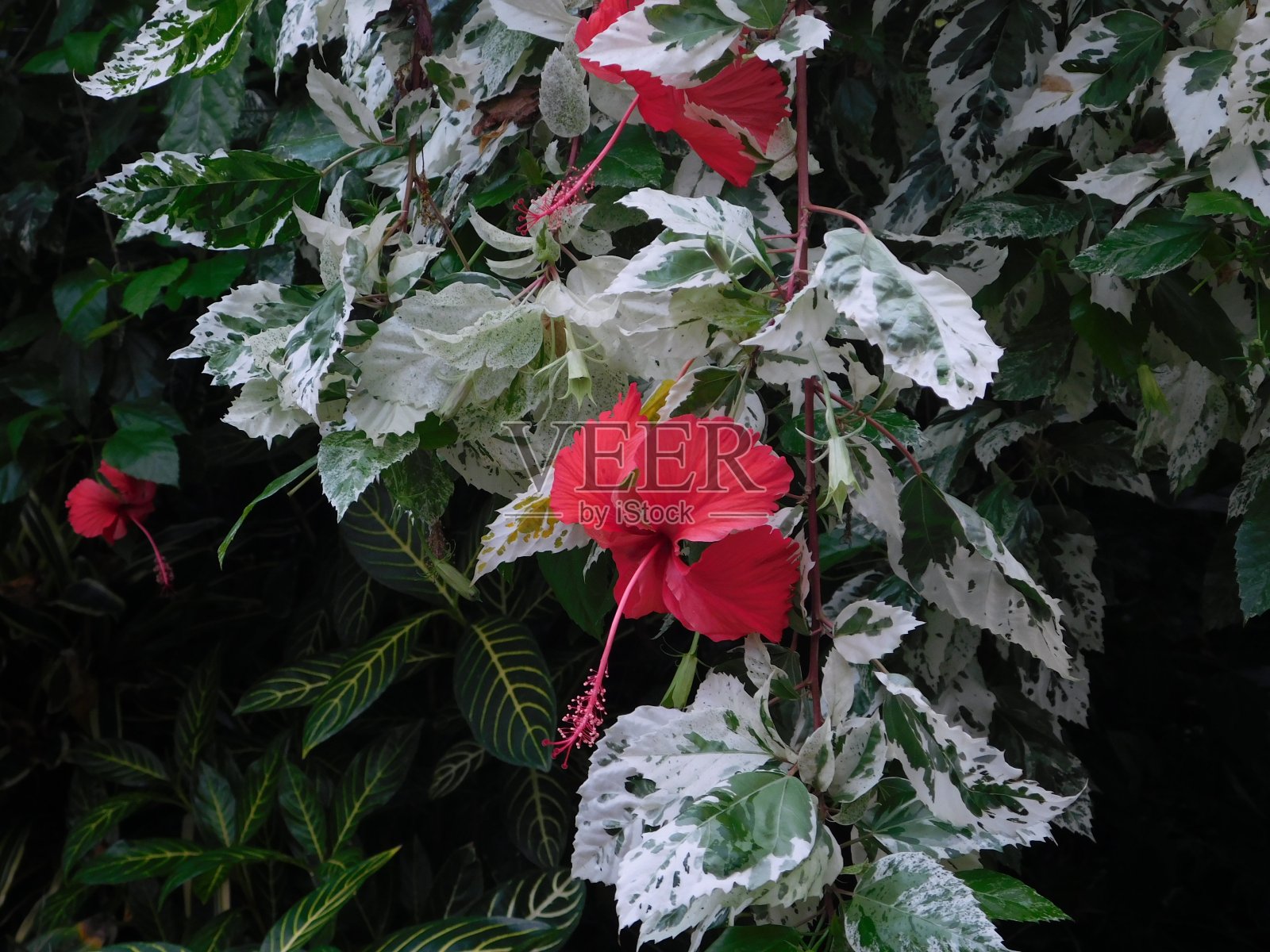 皇室照片摄影图片