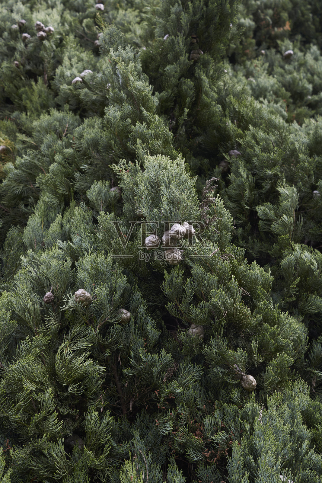 柏枝闭合照片摄影图片