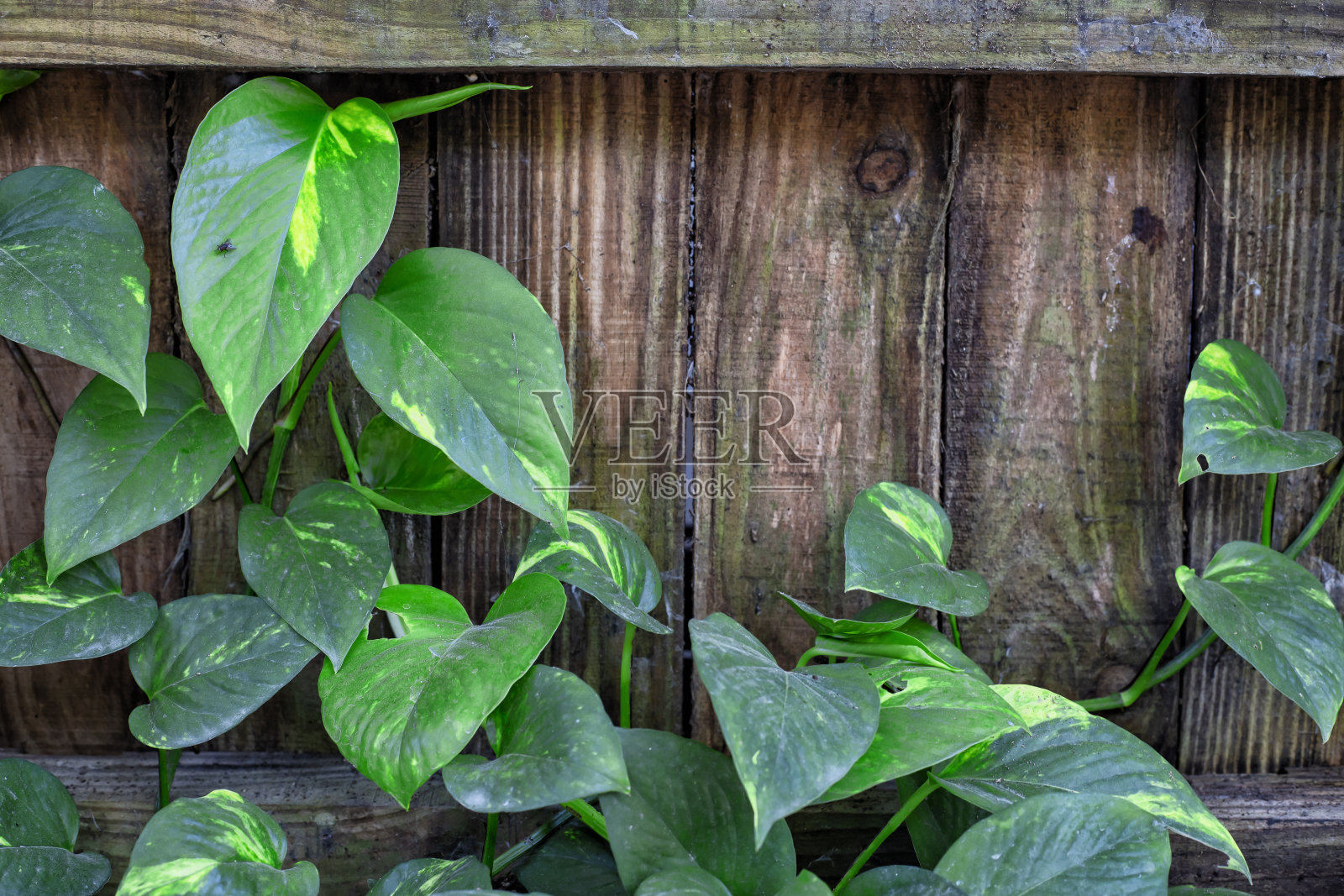埃皮普伦姆 · 奥雷姆照片摄影图片
