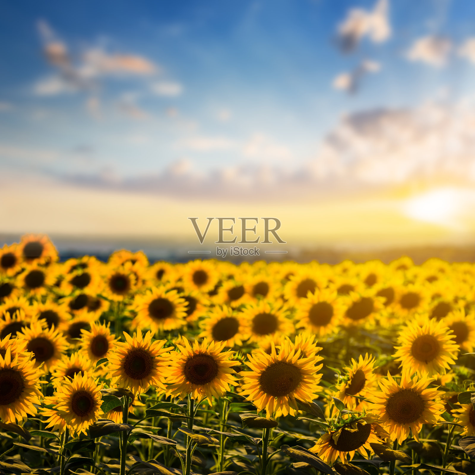 夏日葵花田里的夕阳,乡间的农业区背景照片摄影图片