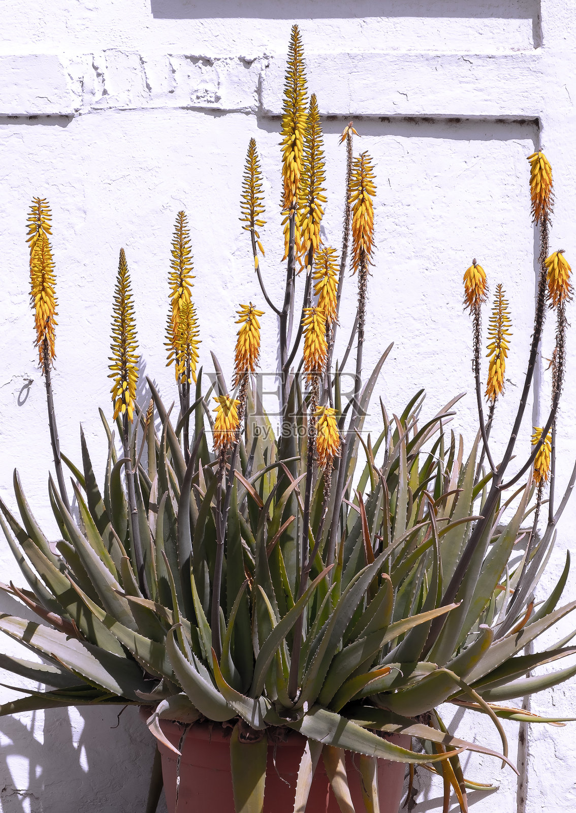 自然植物壁纸。旅行。加那利岛。芦荟花在热带夏季的位置,时尚的阴影,白色的墙壁背景照片摄影图片