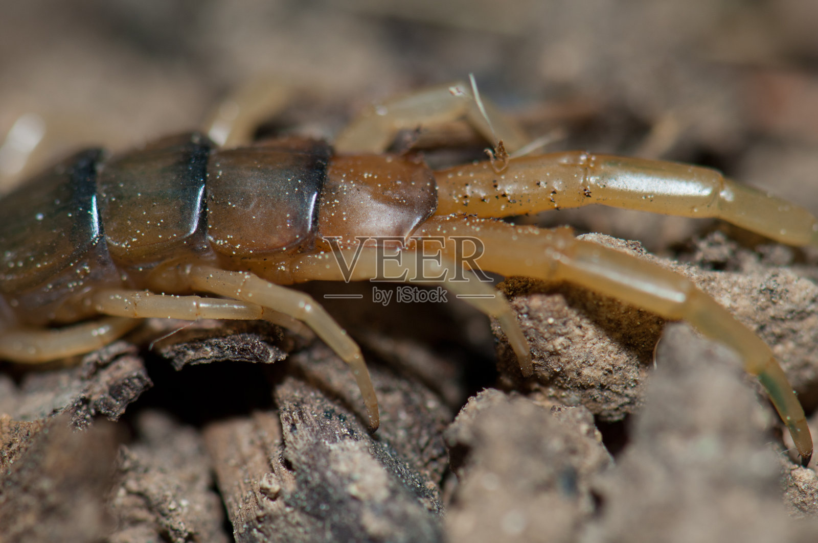 加那利亚蜈蚣的最后部分的特写。照片摄影图片