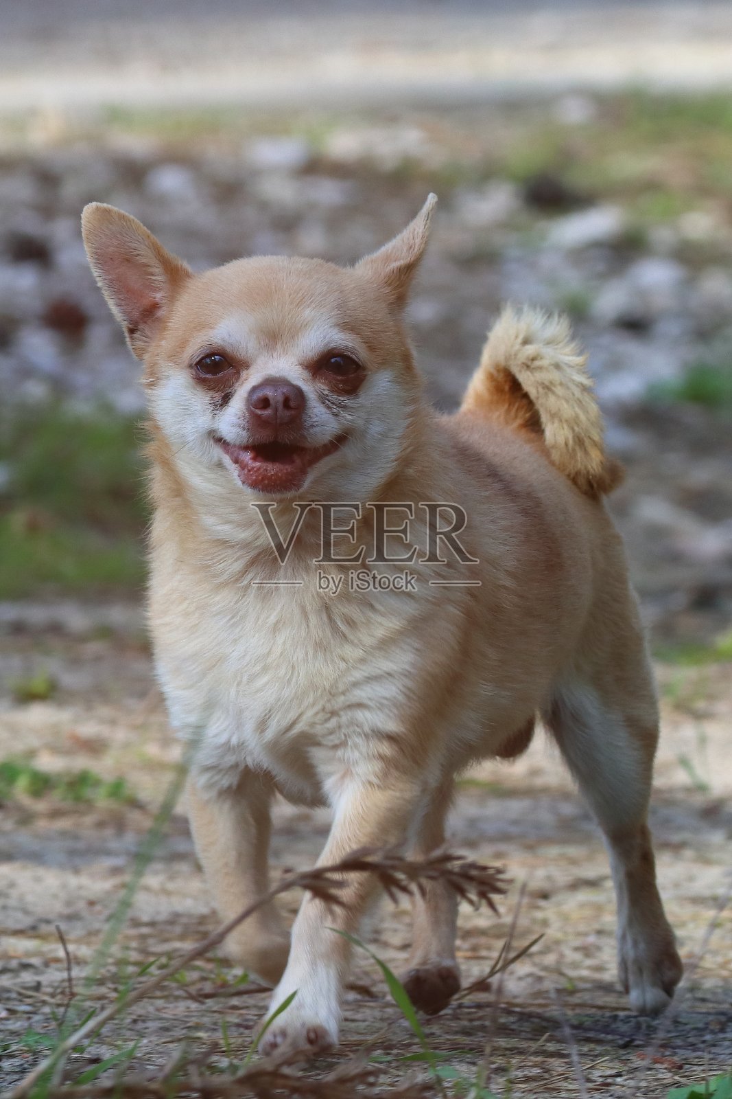 有趣的小狗照片摄影图片