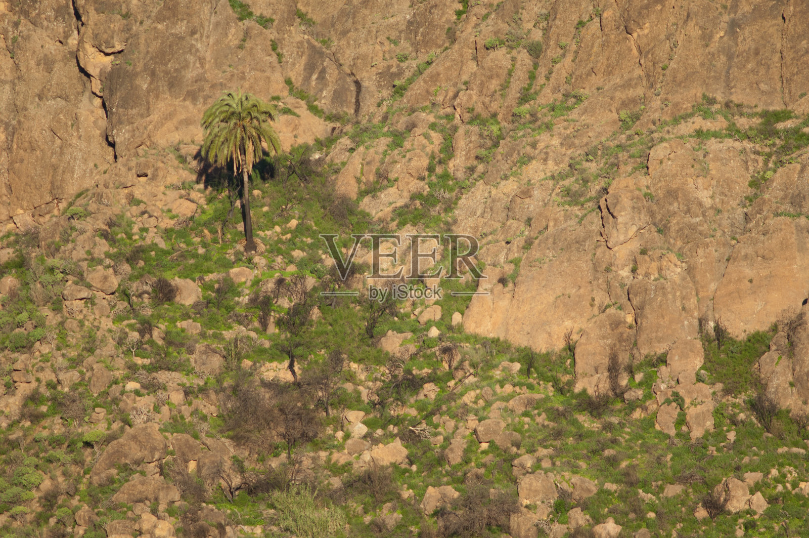 加那利岛枣椰树,金丝雀在索里亚大坝。照片摄影图片