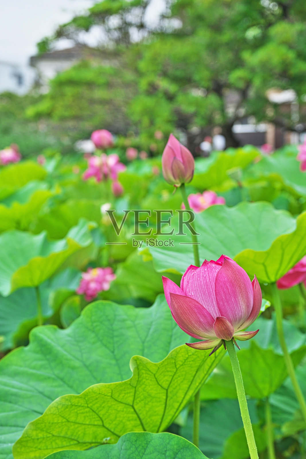 有雨滴的莲花照片摄影图片
