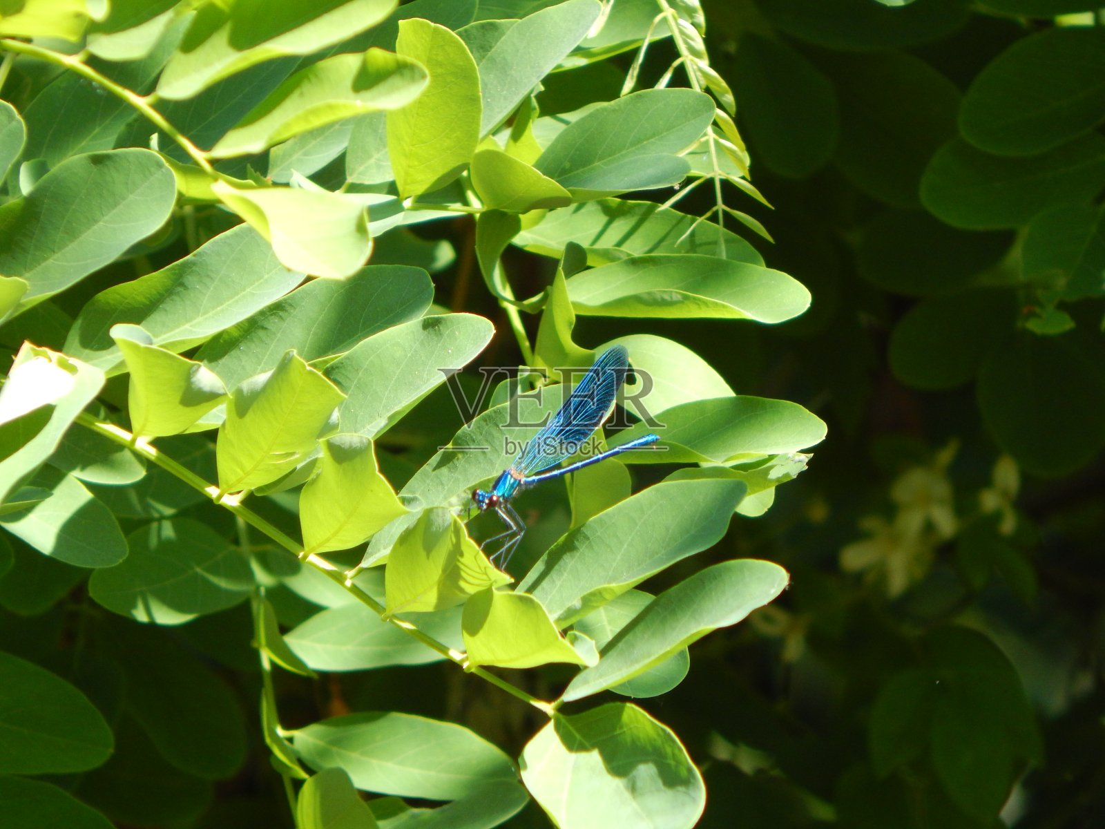 绿色叶子上的蓝色蜻蜓照片摄影图片