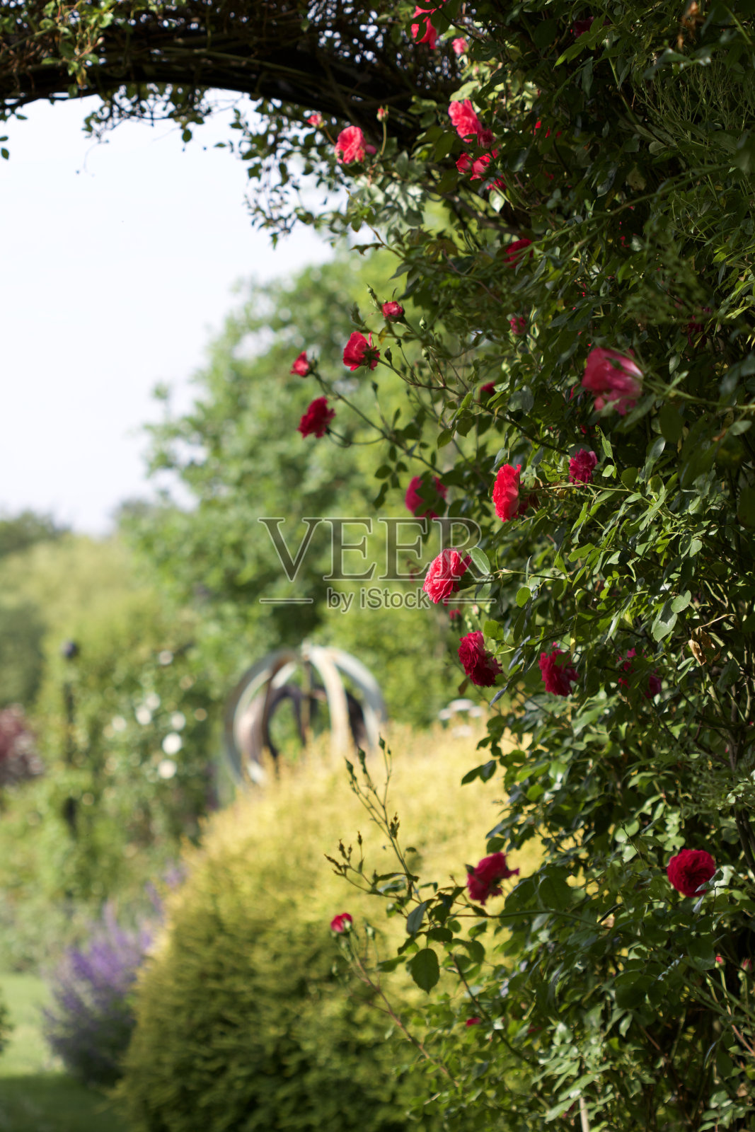 花园里有一座美丽的玫瑰拱门。照片摄影图片