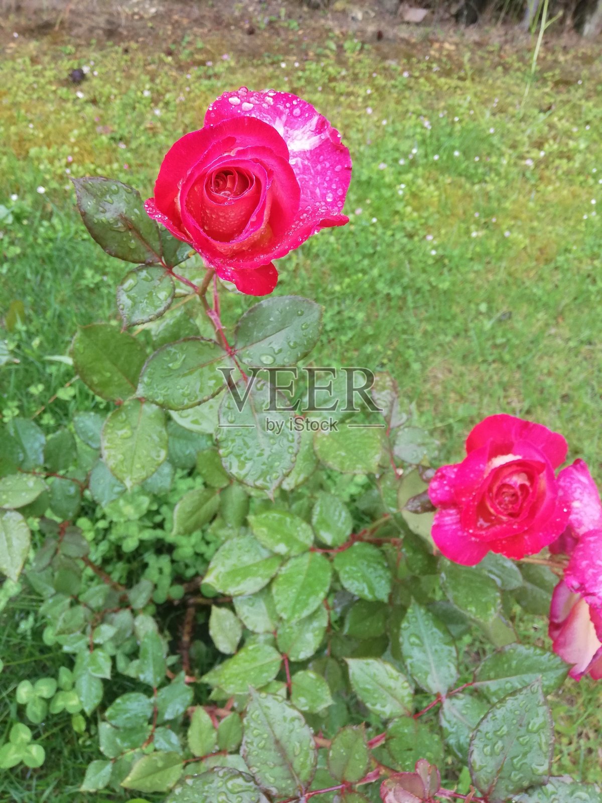 红玫瑰照片摄影图片