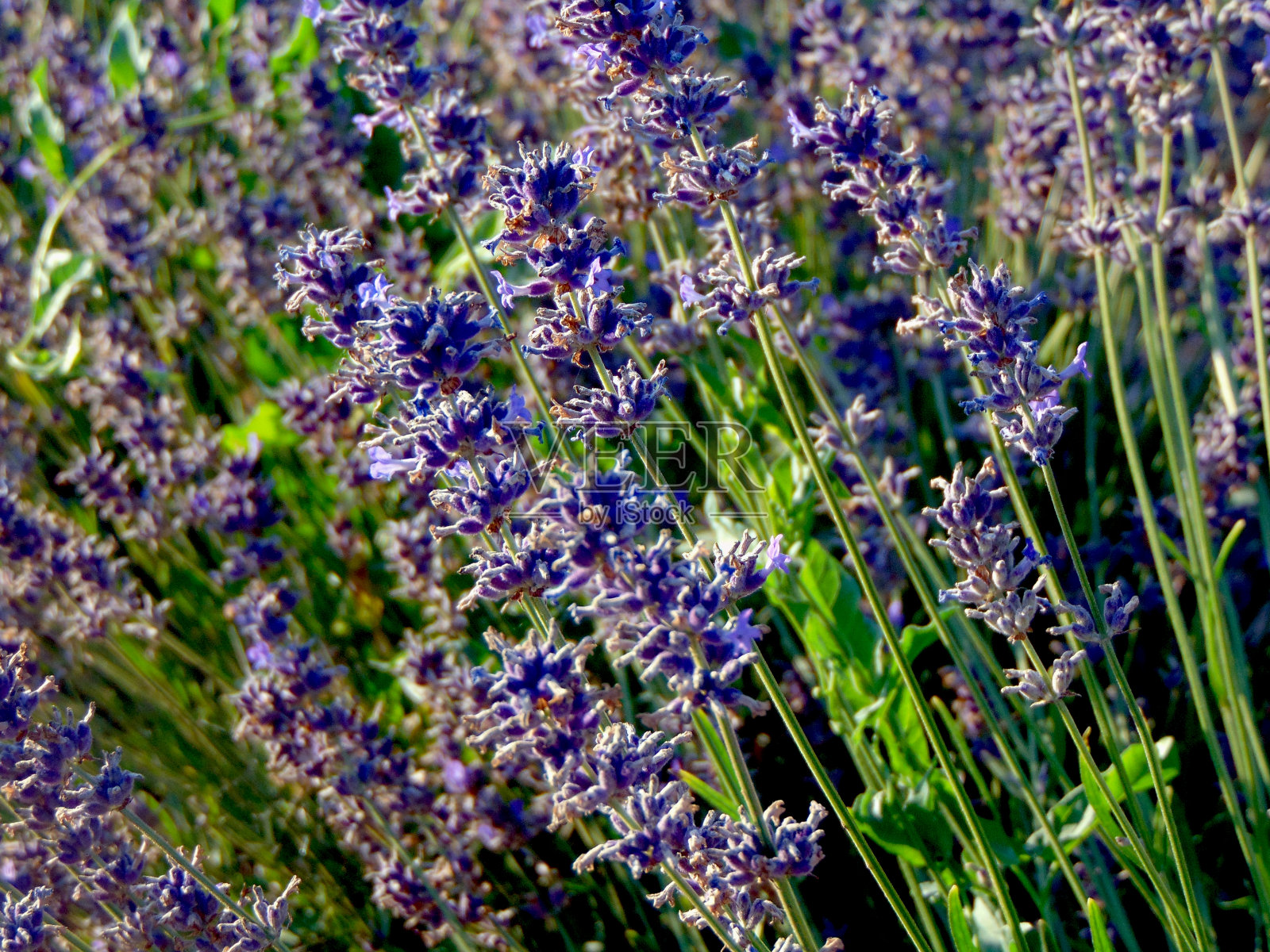 田野里有薰衣草花照片摄影图片