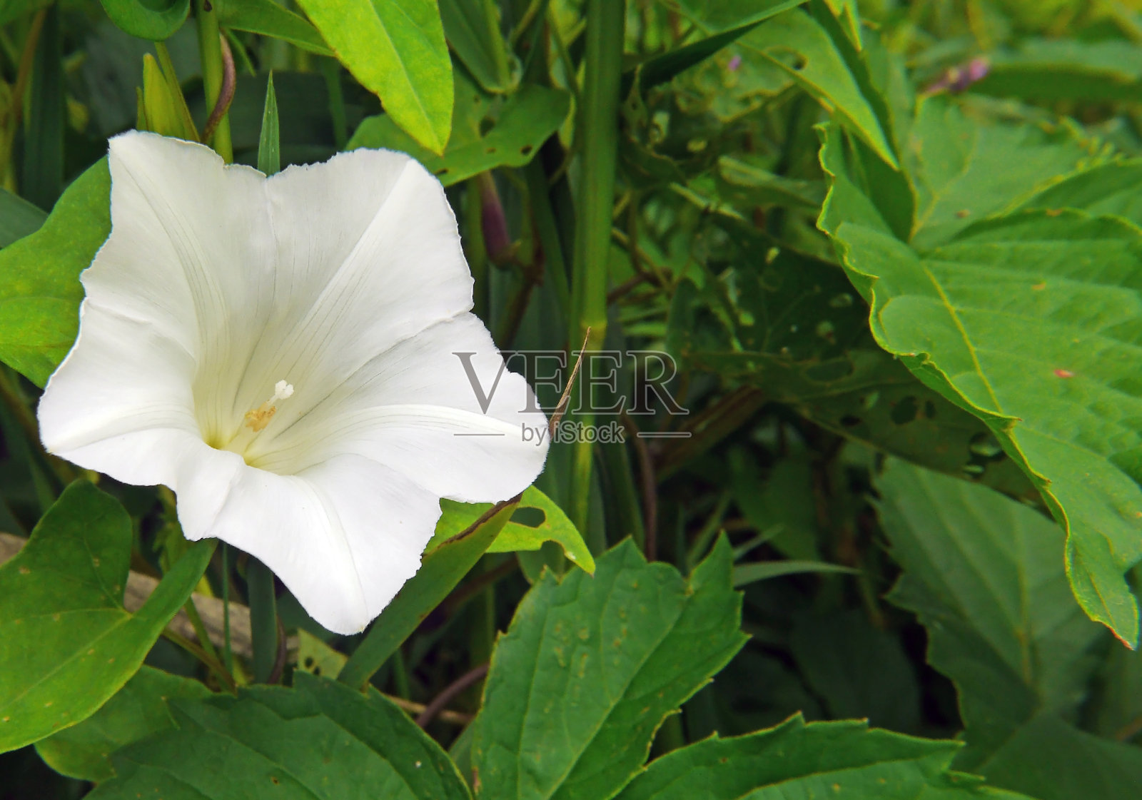 野生的牵牛花照片摄影图片