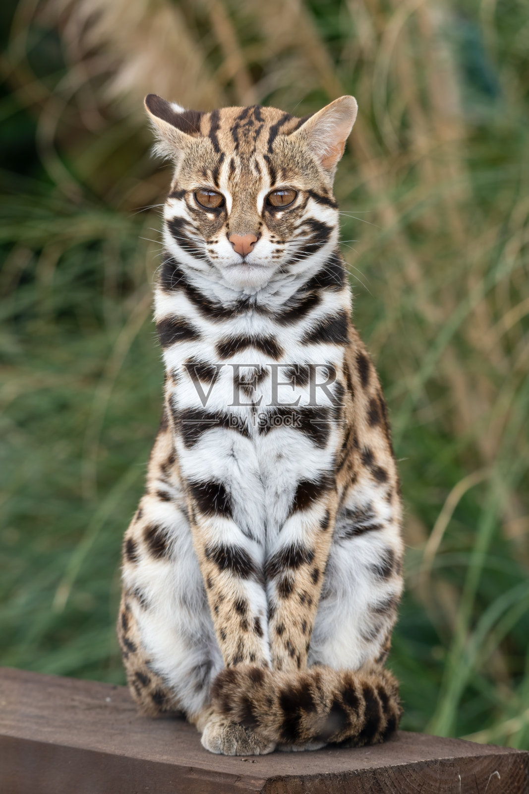 一个美丽的亚洲豹猫的特写照片摄影图片