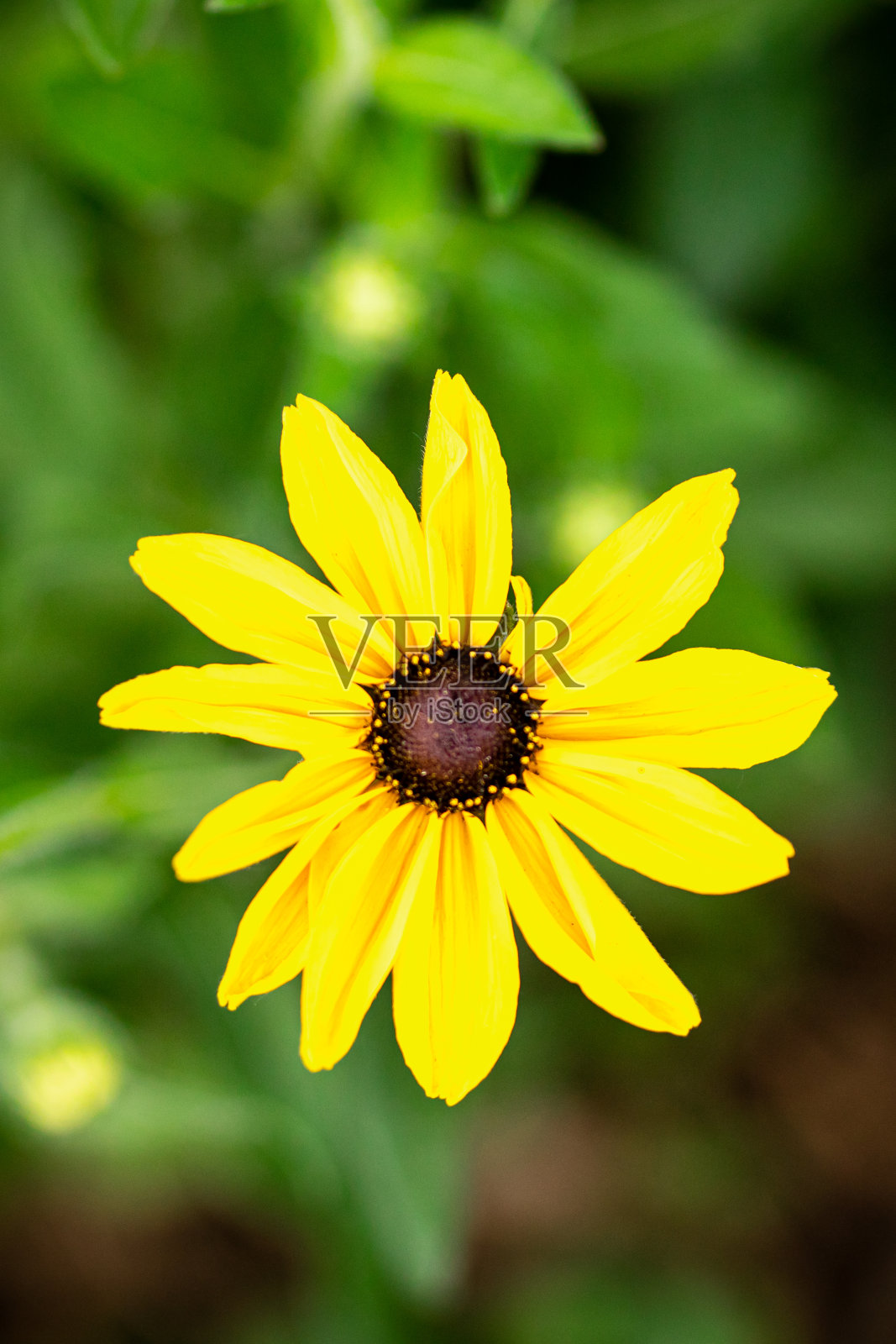 徒步日,科罗拉多州丹佛,2021年7月照片摄影图片