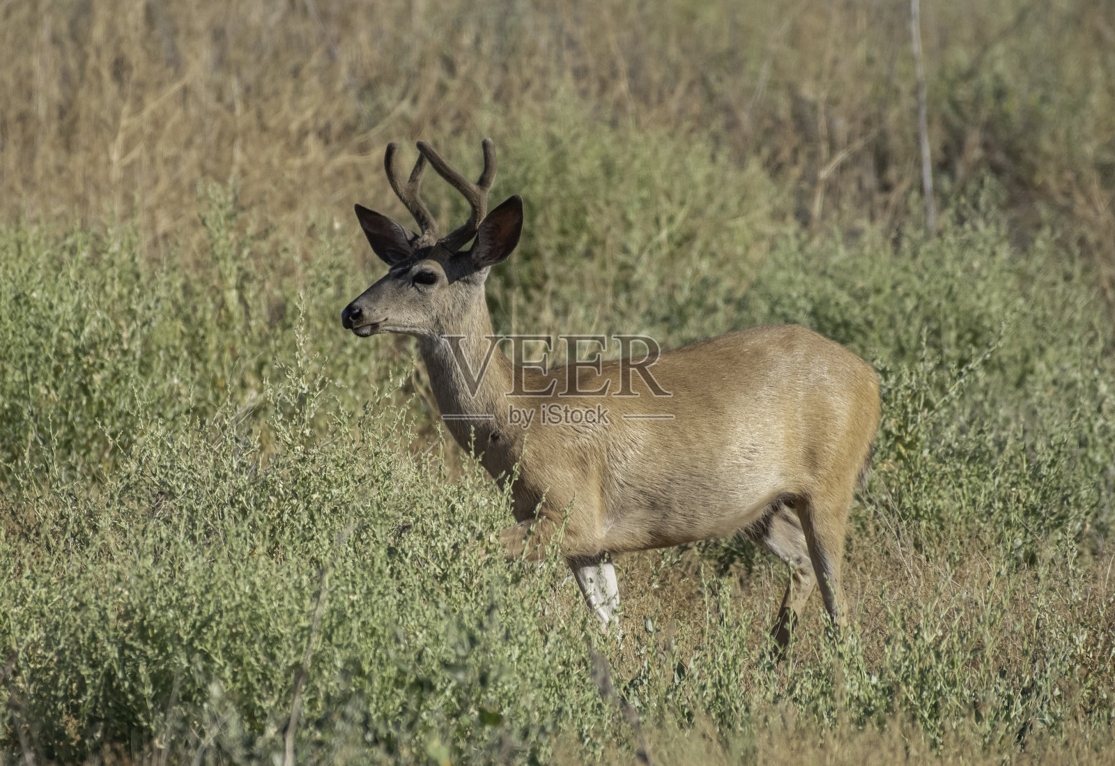 巴克的爱照片摄影图片