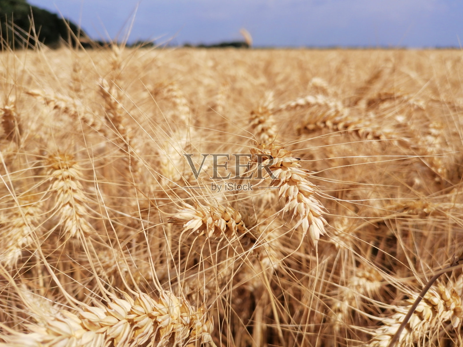 走近一株成熟的金黄色小麦的茎和穗。背景田野里有谷物、森林、地平线和蓝天。开始收获和农业工作照片摄影图片