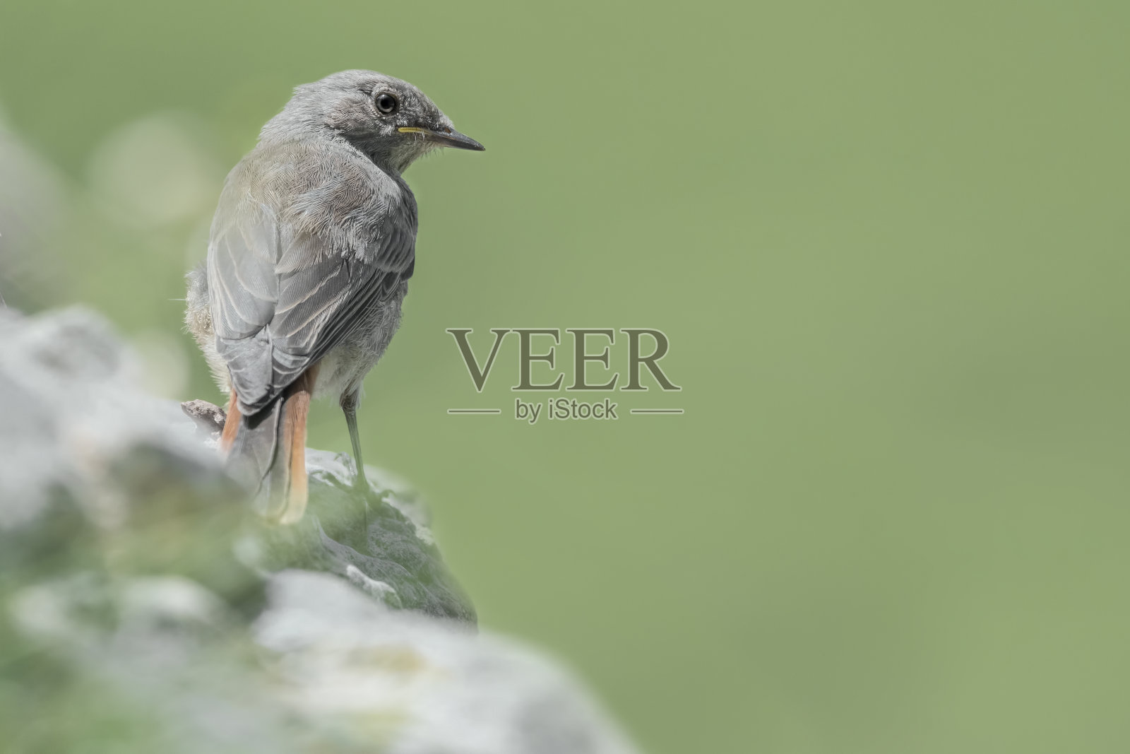 岩石上的黑色红尾雀(腓尼基)照片摄影图片