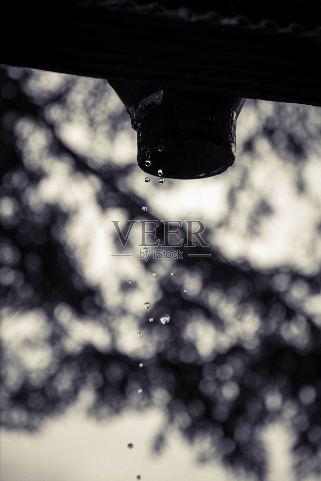 雨滴1照片摄影图片