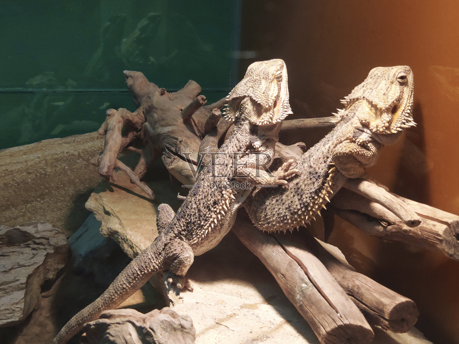 棕色的阿加马蜥蜴在饲养箱的灯下晒太阳。野生动物的概念和在家里饲养动物。照片摄影图片