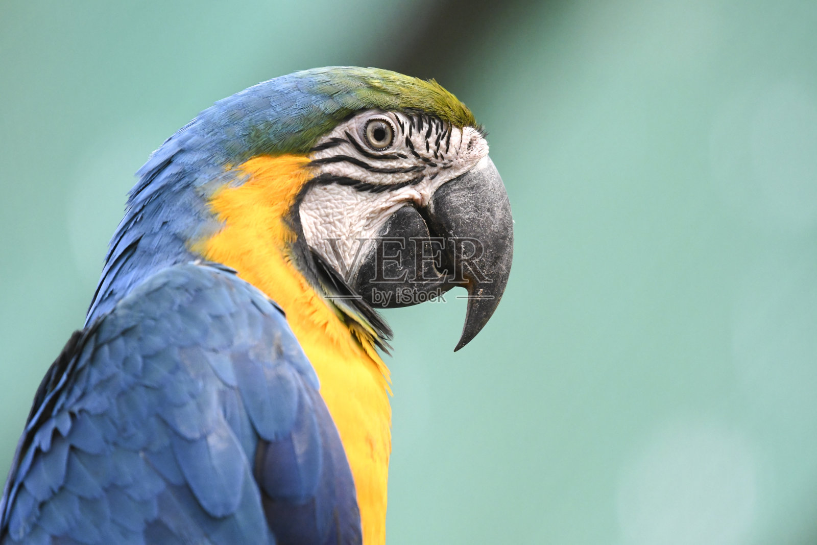 鸟的颜色照片摄影图片