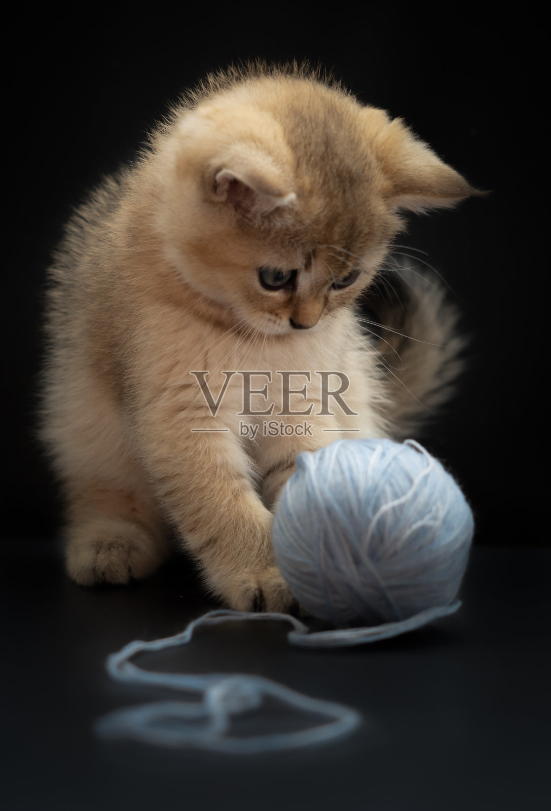 一只英国金色小猫咪在玩一个黑色背景上的蓝色线球照片摄影图片
