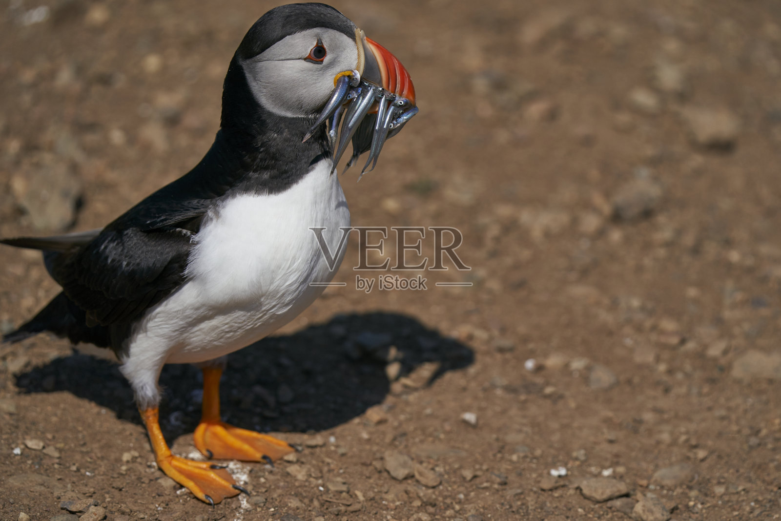 角嘴海雀和sandeels照片摄影图片