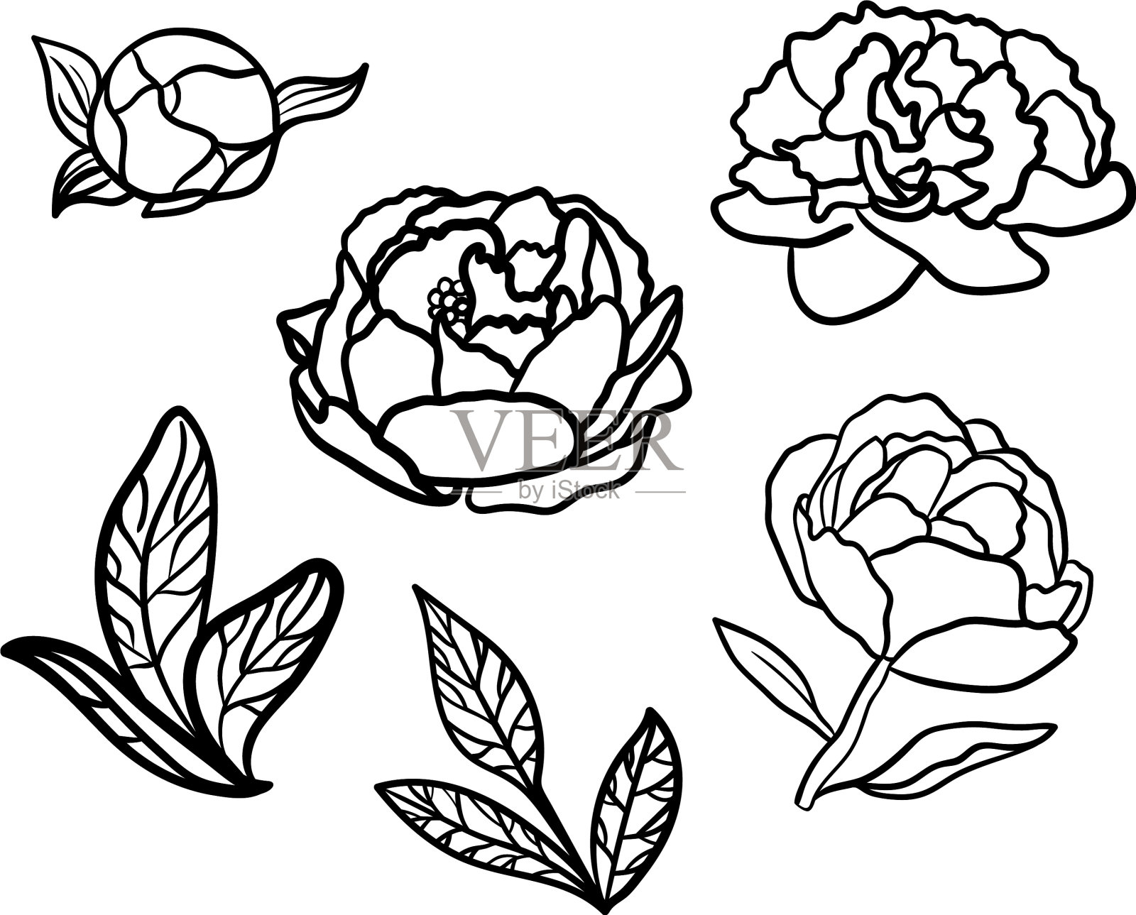 可爱的牡丹集黑白孤立插画图片素材