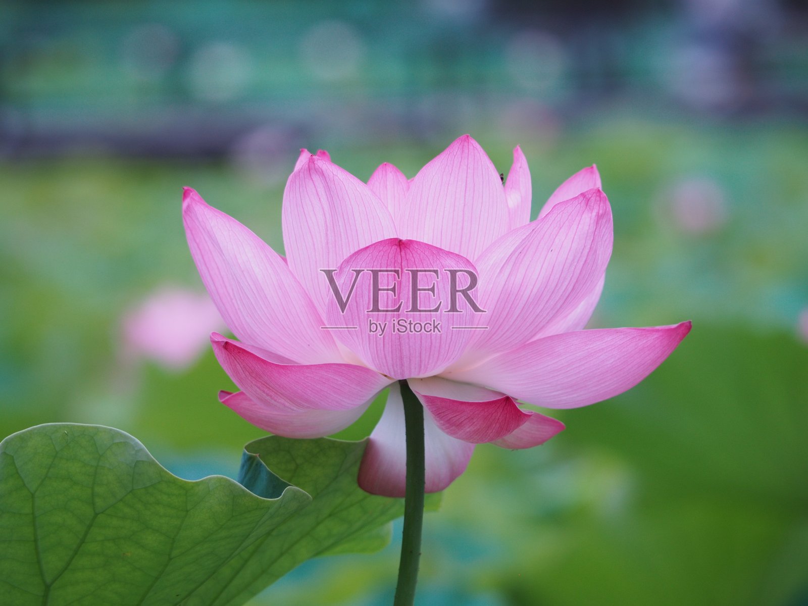 莲花照片摄影图片