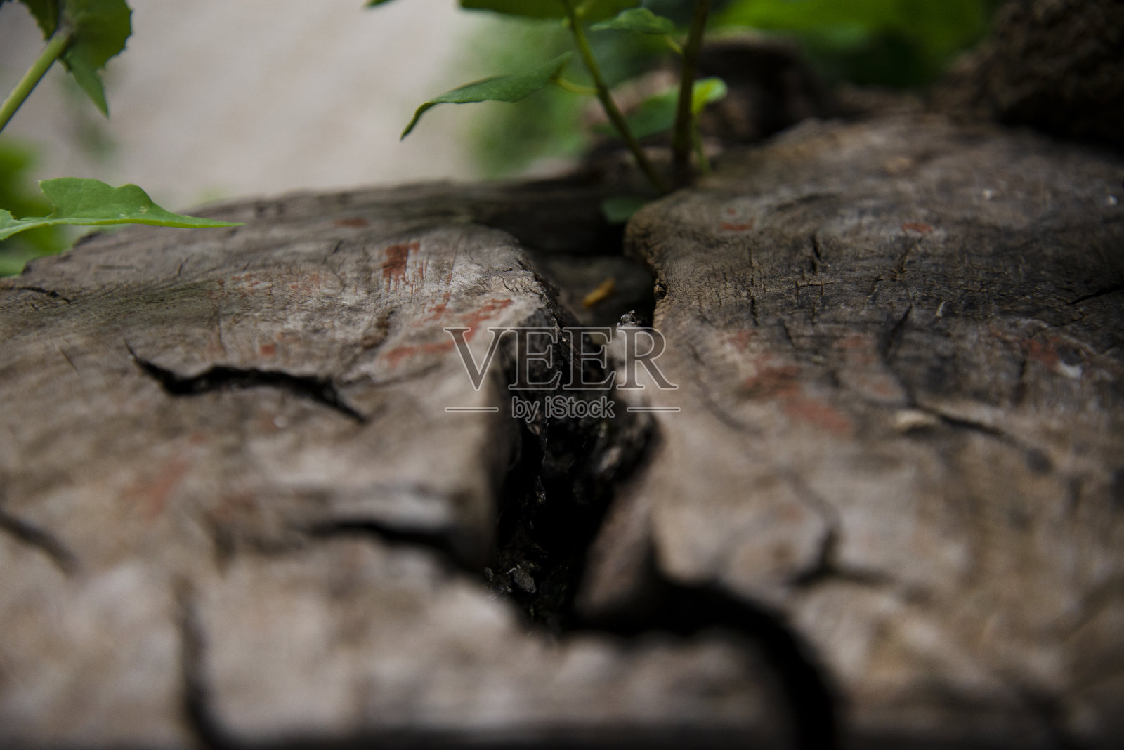 近距离观看树桩上的叶子照片摄影图片