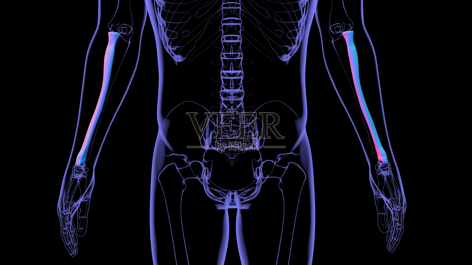 人体骨骼解剖桡骨3D渲染照片摄影图片