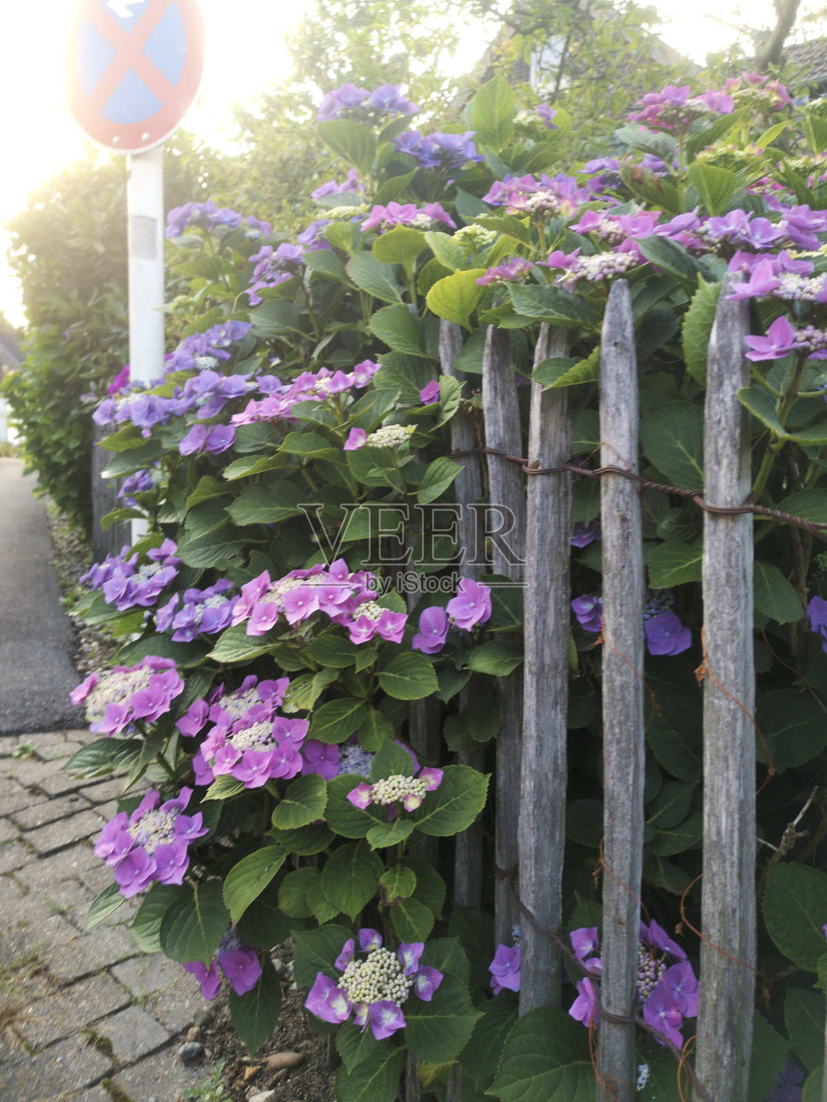 美丽的绣球花(绣球花)生长在破旧的木栅栏后面照片摄影图片