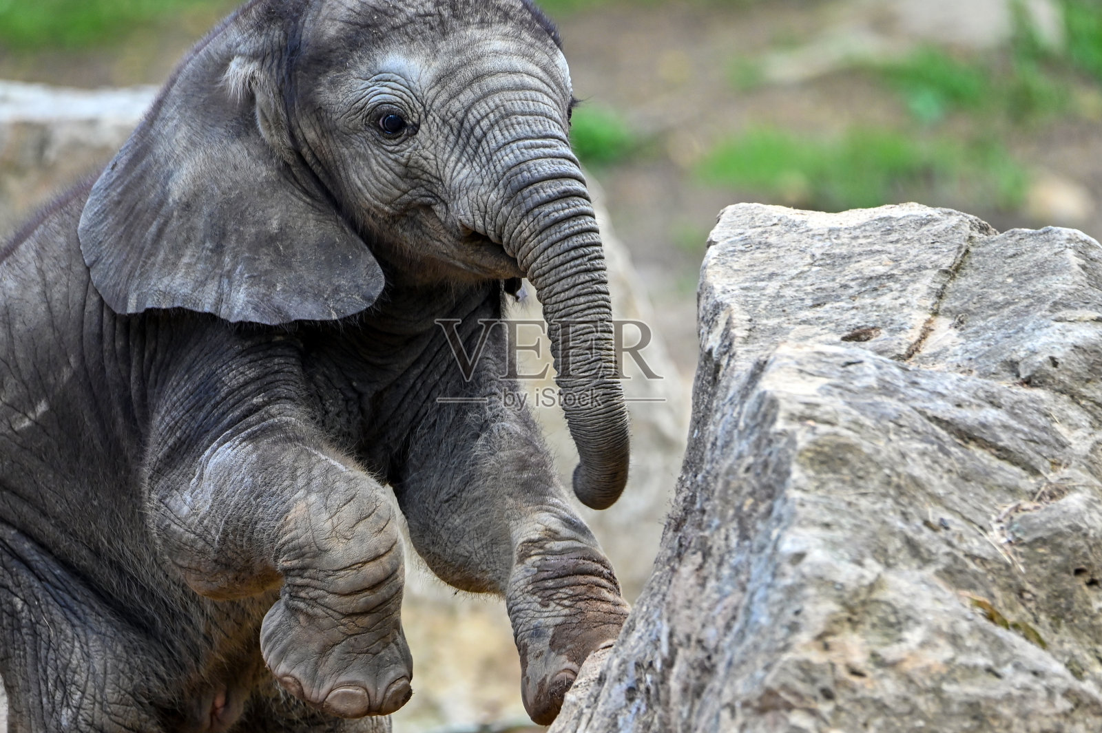 三周大的小非洲象——Loxodonta africana照片摄影图片