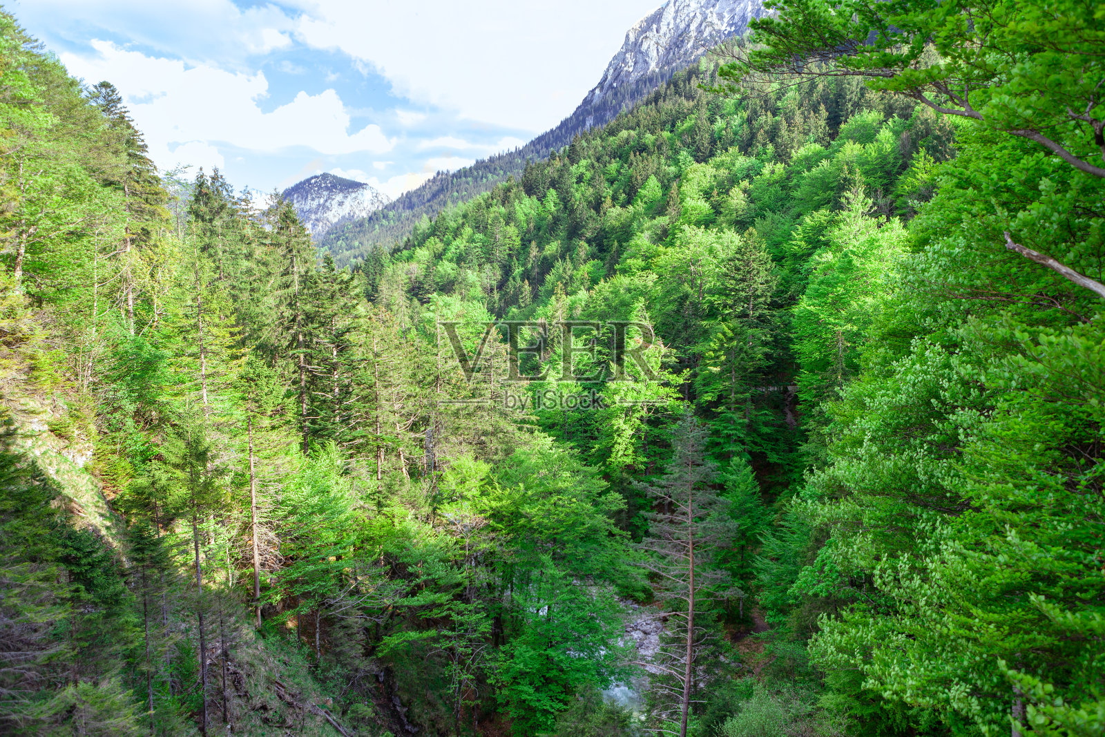 有冷杉的峡谷照片摄影图片