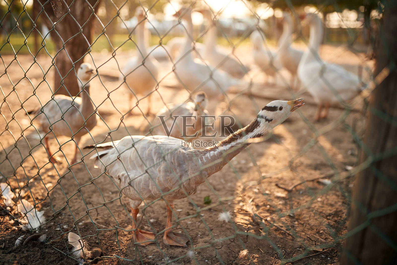 鸡笼里的一群鹅。农业,农村,夏天照片摄影图片