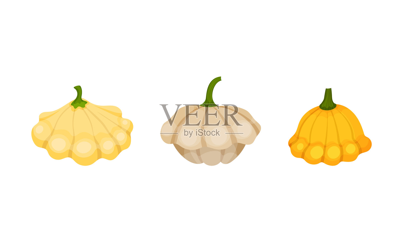 南瓜或夏南瓜配扇贝插画图片素材