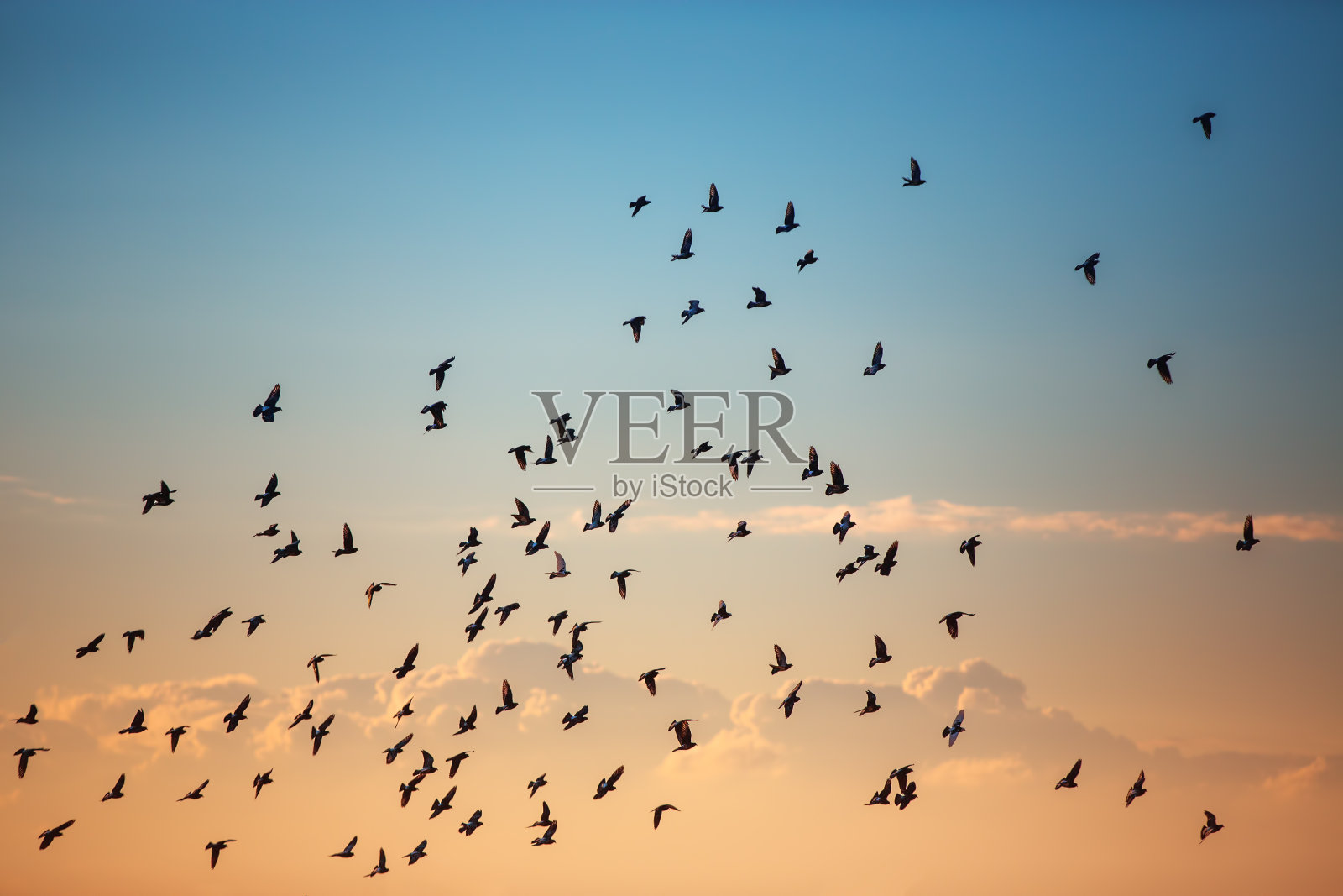 日出时海面上飞翔的海鸥照片摄影图片