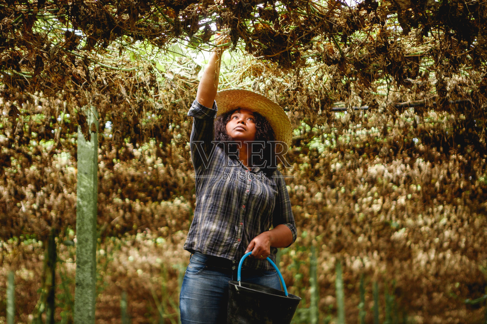 农村工人正在收割羚羊照片摄影图片