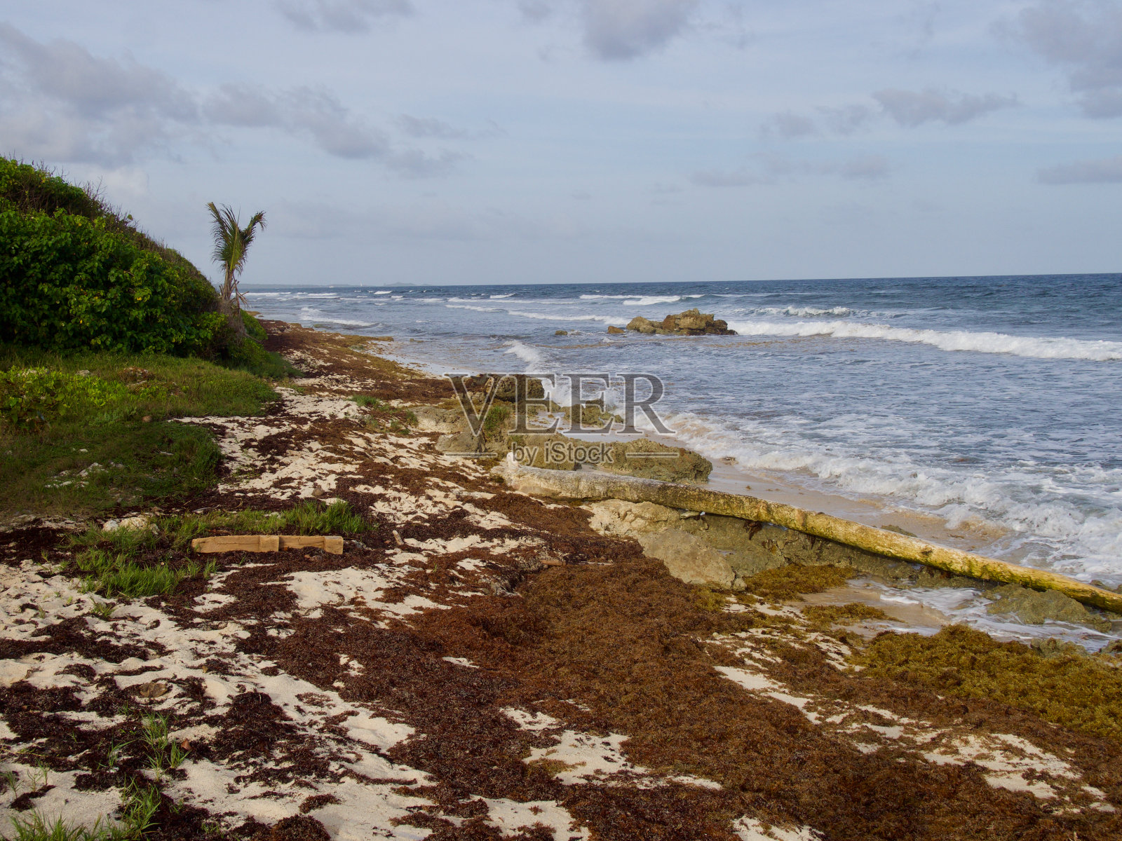 瓜德罗普海滩上的马尾藻照片摄影图片