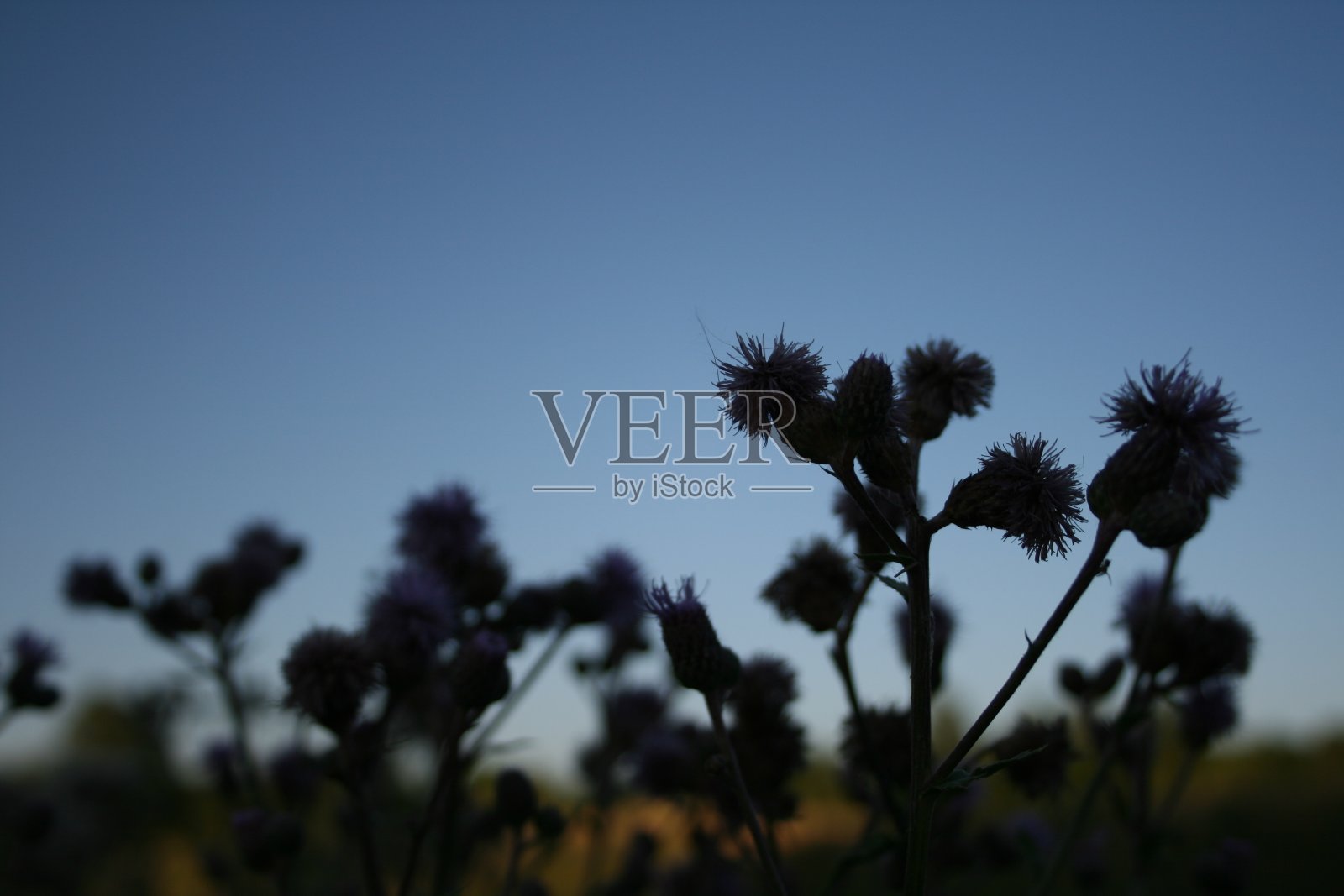 美丽的花朵照片摄影图片